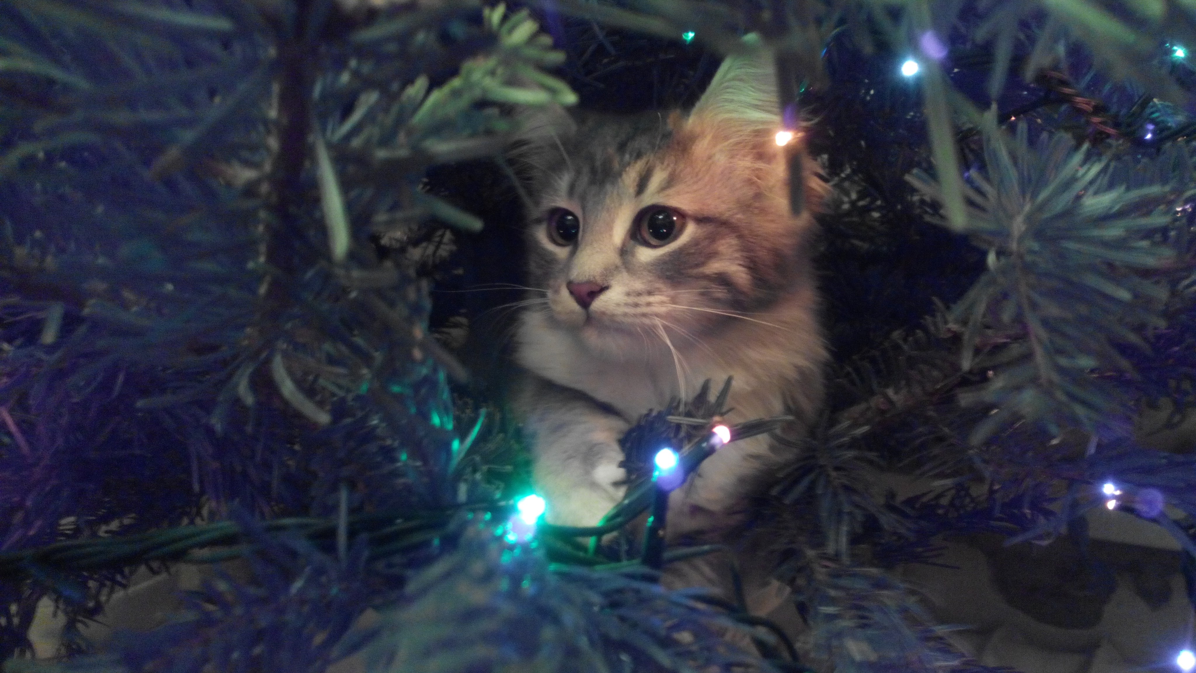 Фото участника: Ксения Богословская