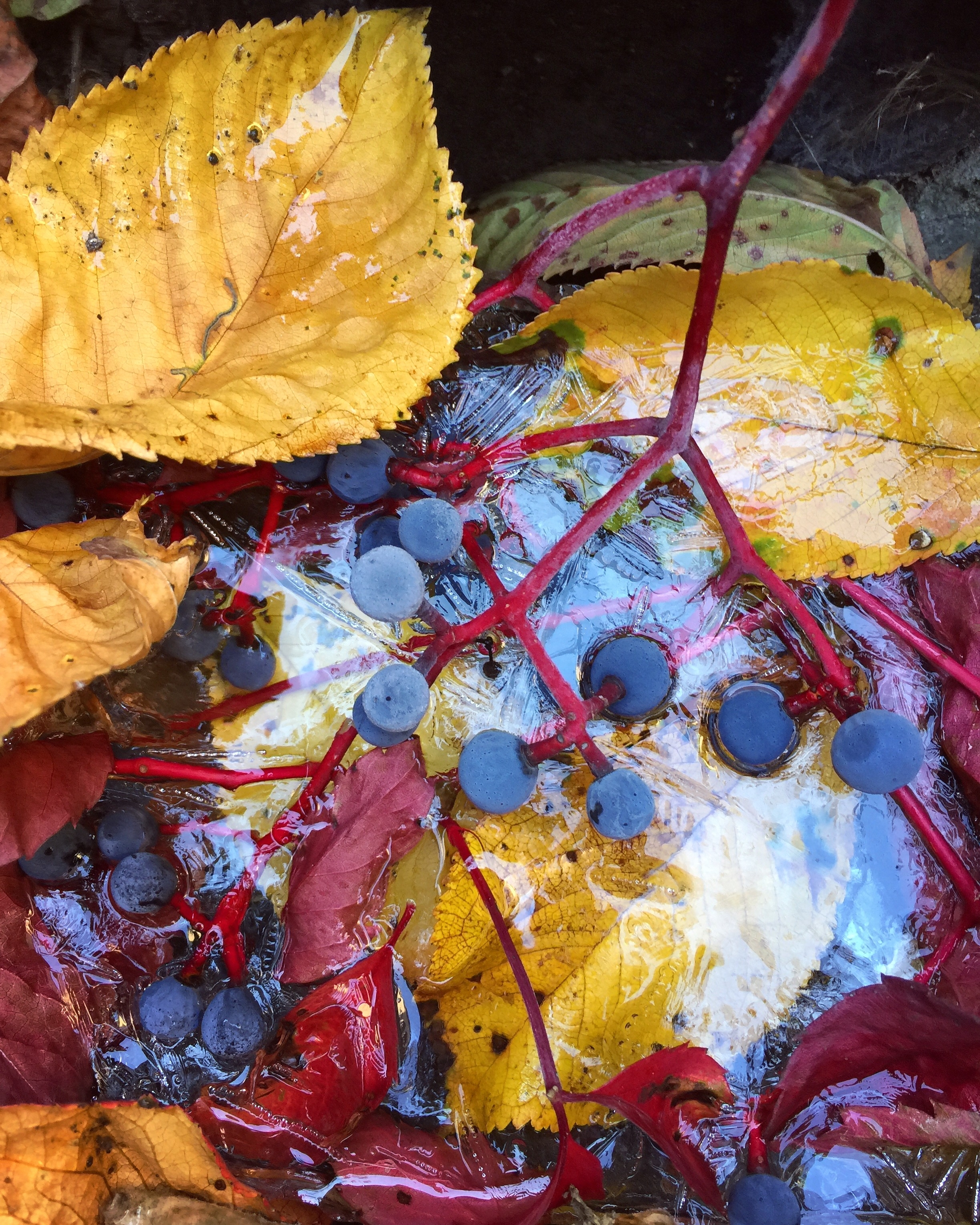 Фото участника: Марина Ваханелова