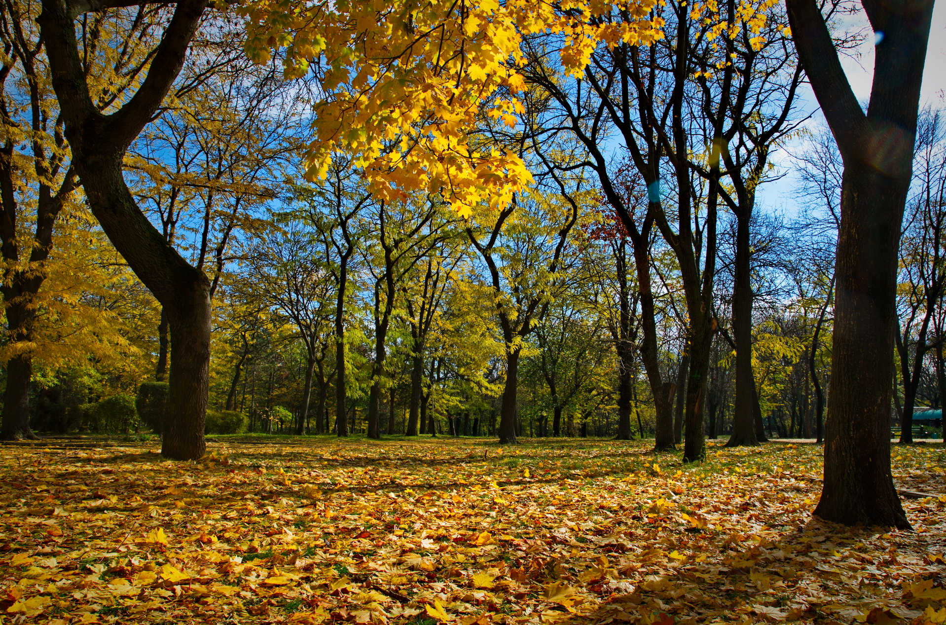 Фото участника: Roman Melnik