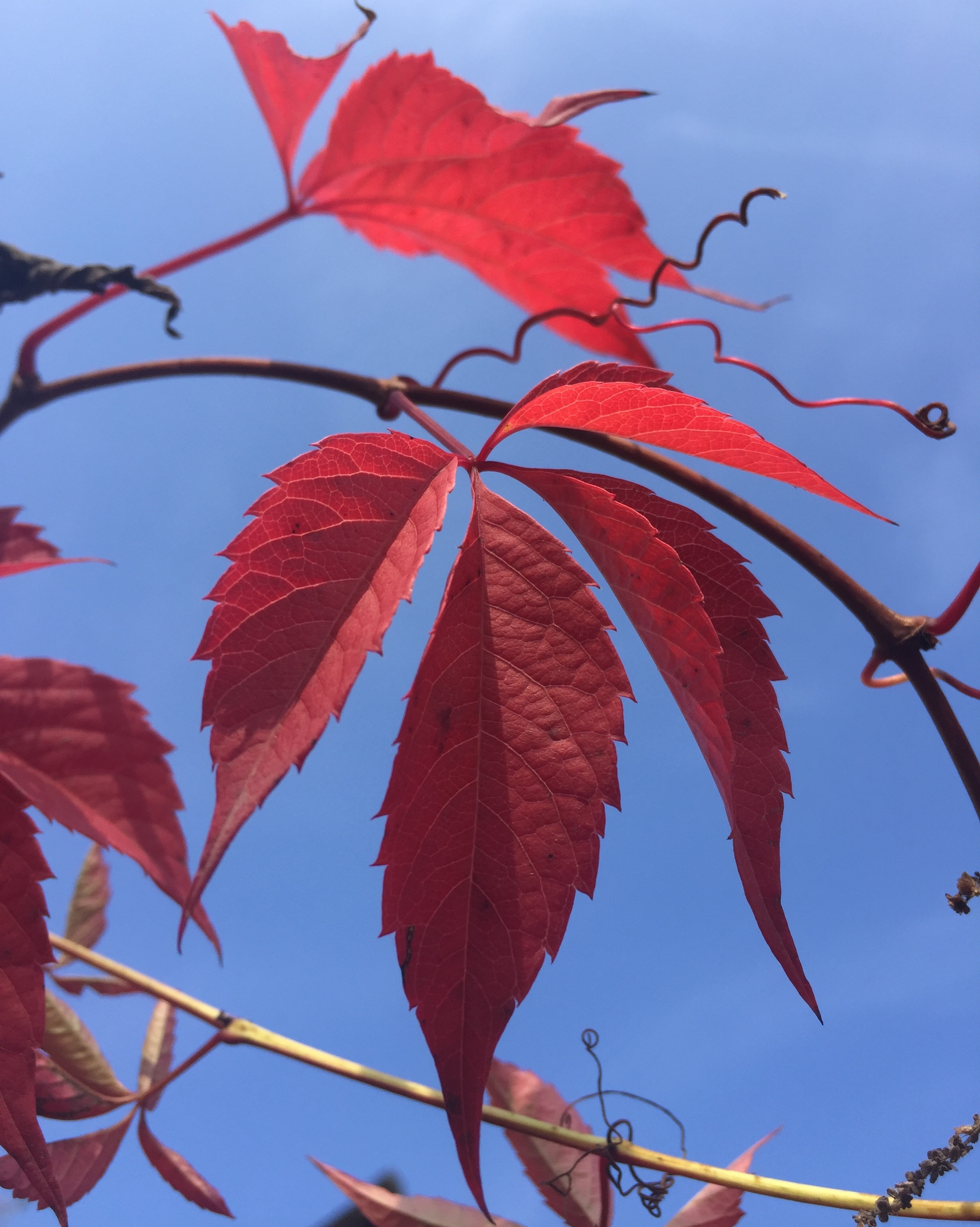 Фото участника: Анастасия Вакулина