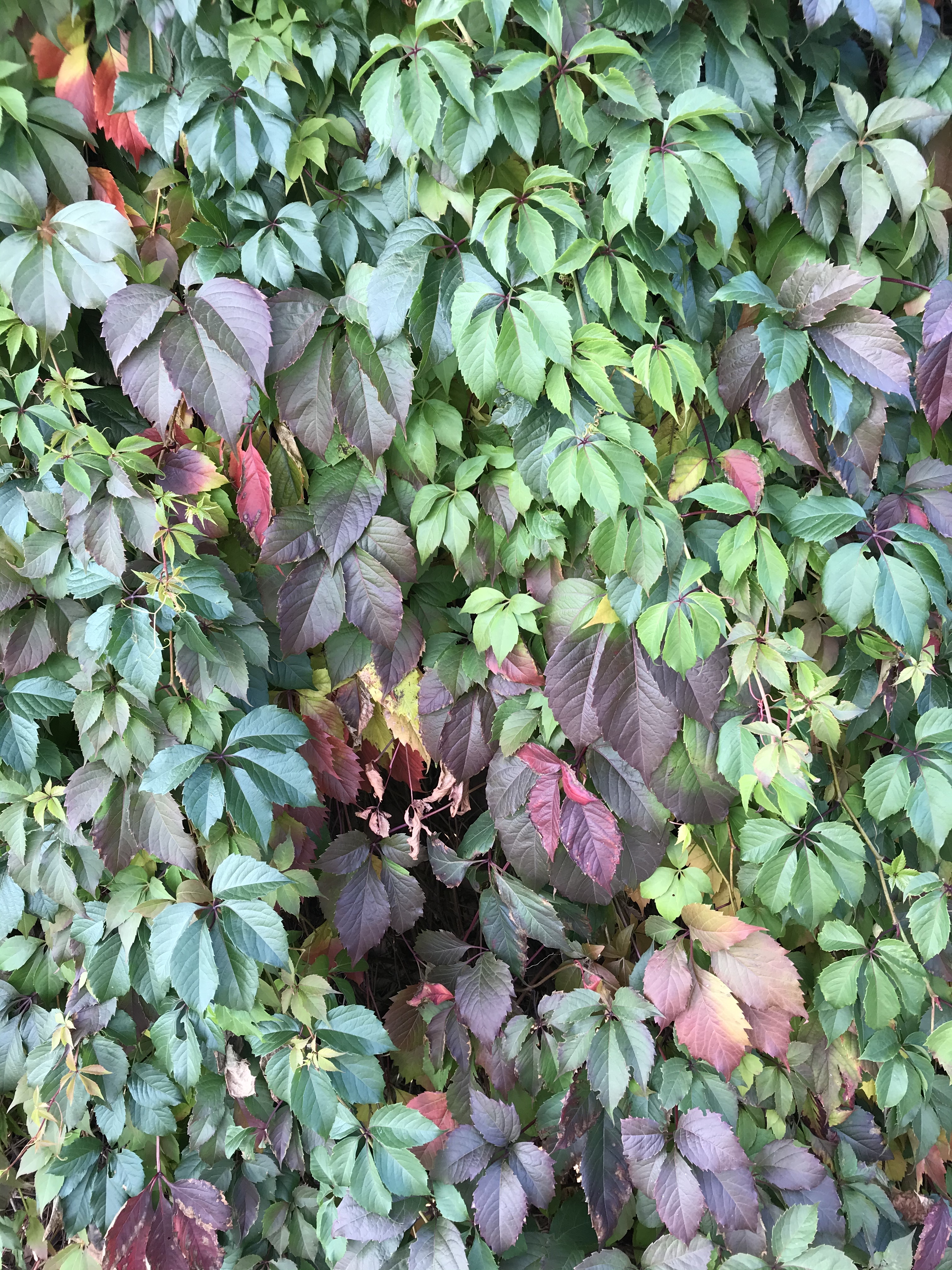 Фото участника: Дарья Одинцова