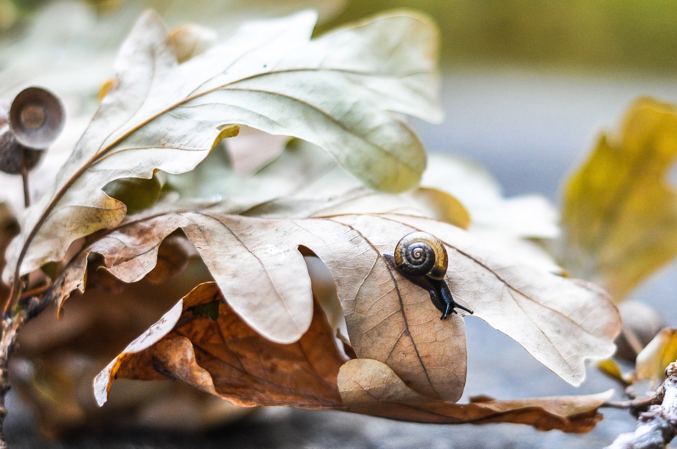 Фото участника: Хальяк Альбина