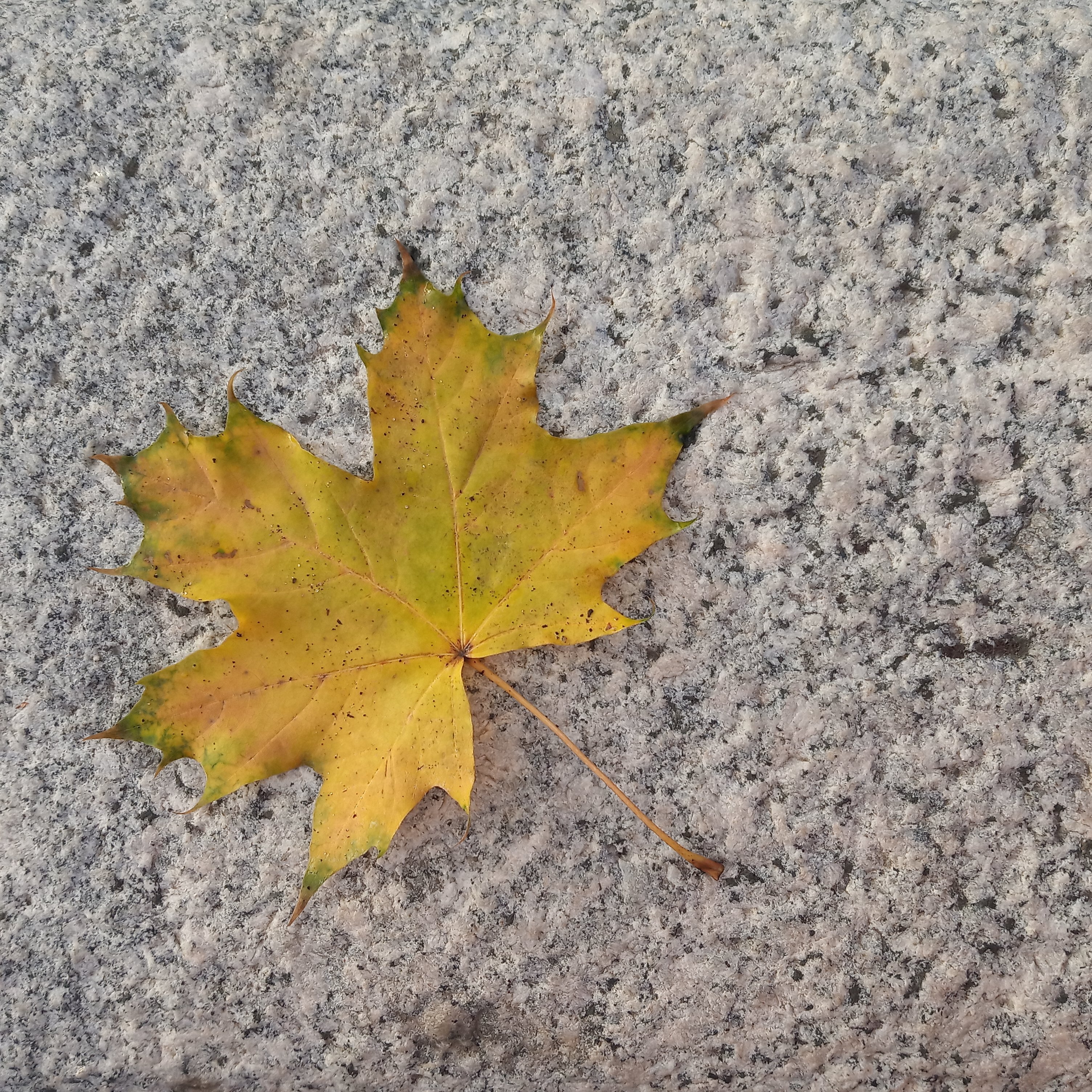 Фото участника: Седых Ольга