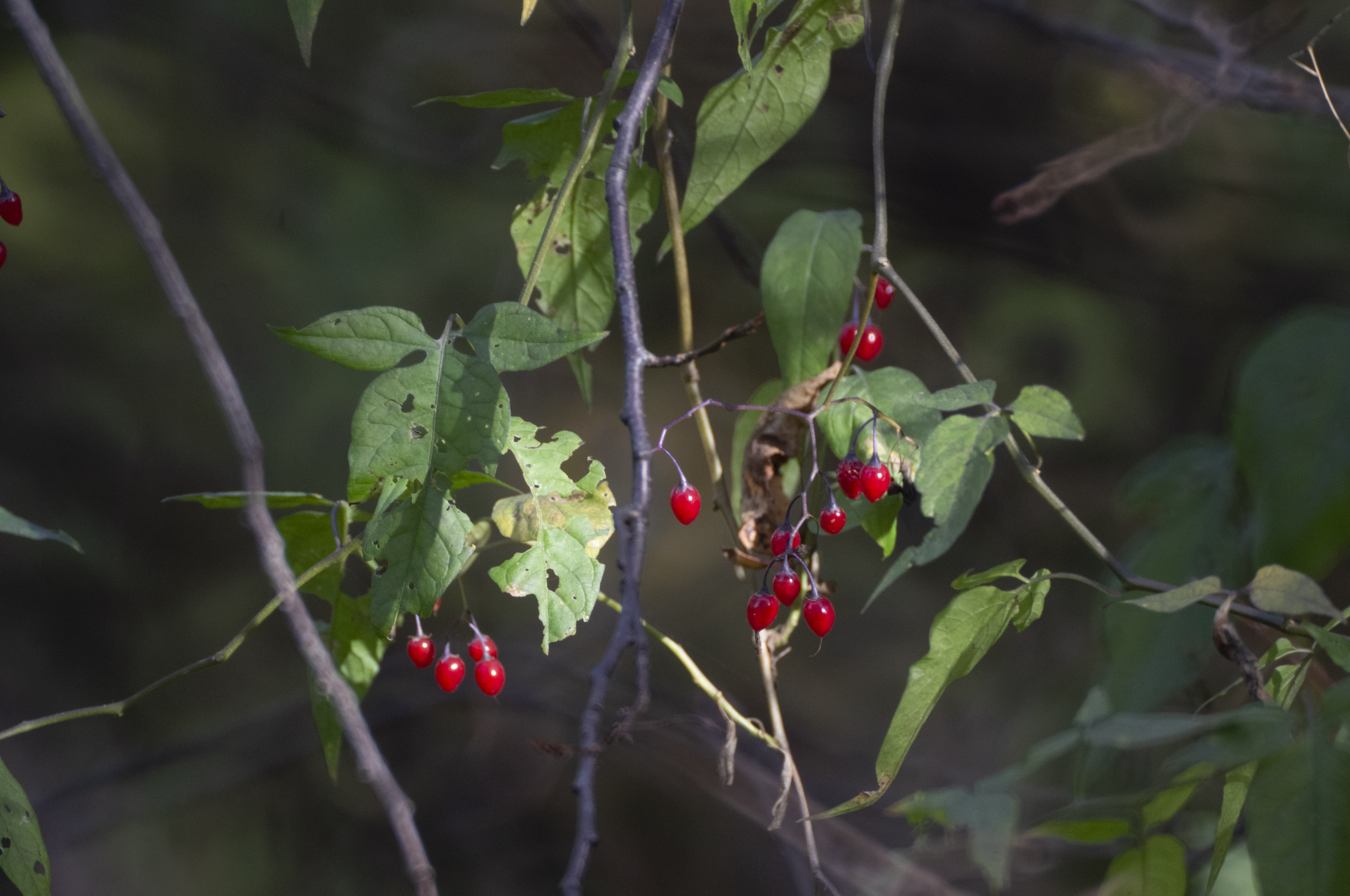 Фото участника: Александр Парфентьев
