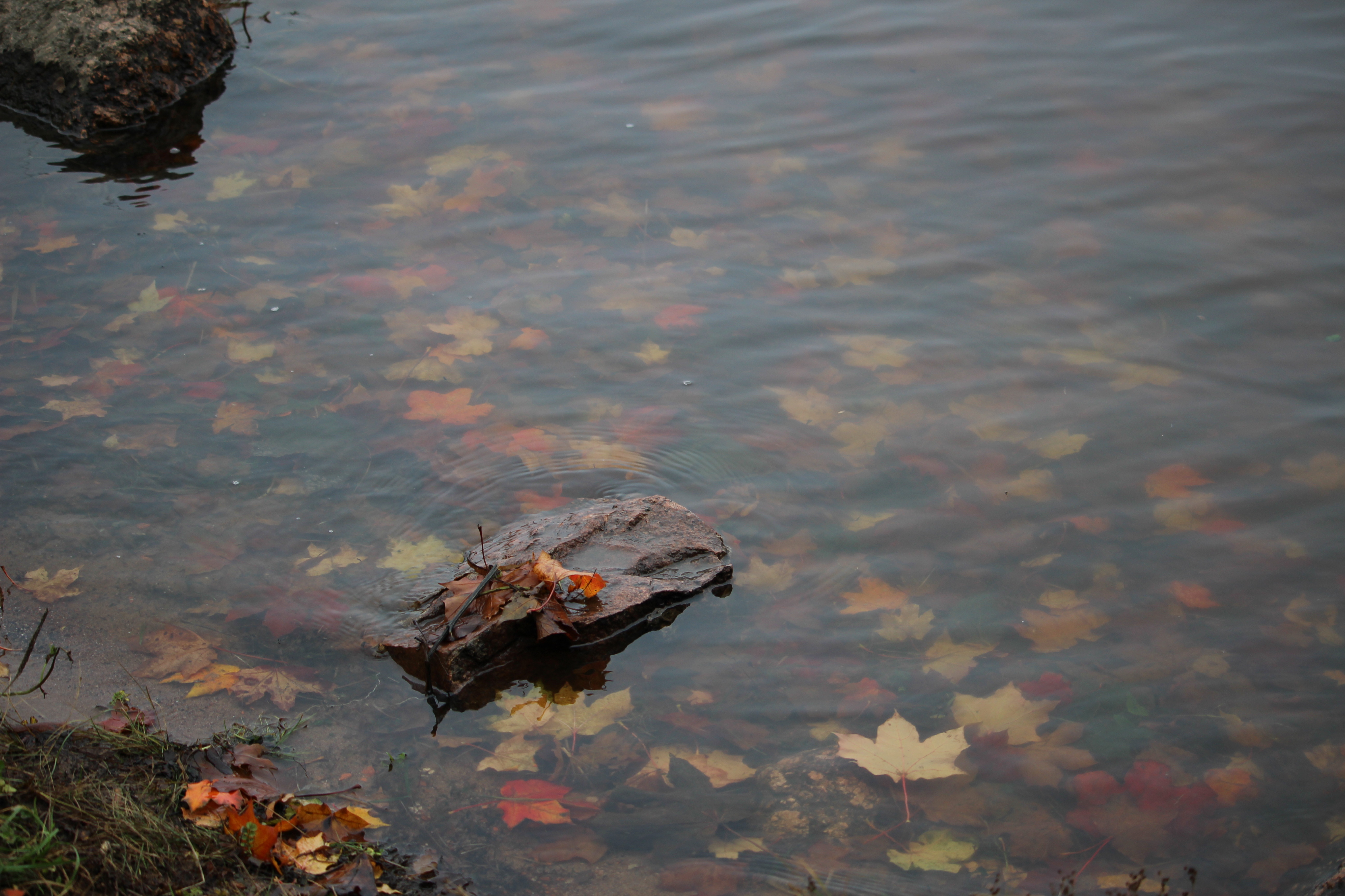 Фото участника: Ногова Елена