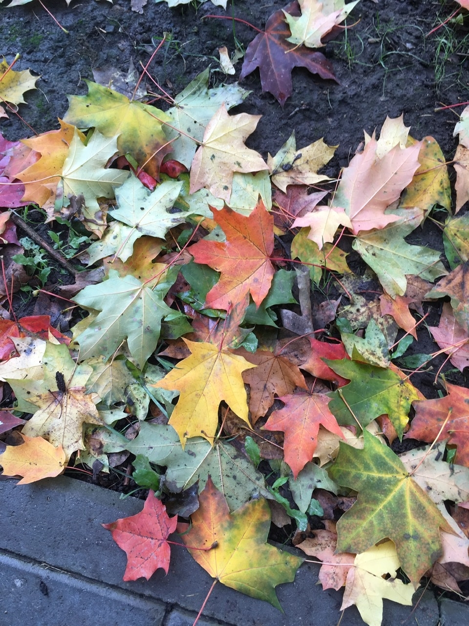 Фото участника: Железнова Ульяна