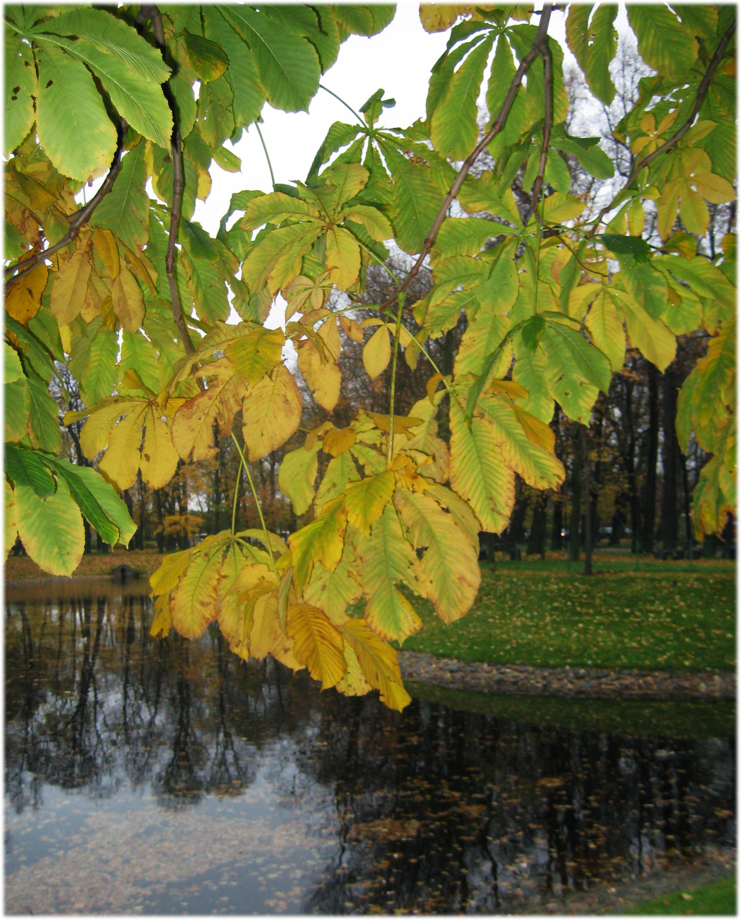Фото участника: Никольская Алиса