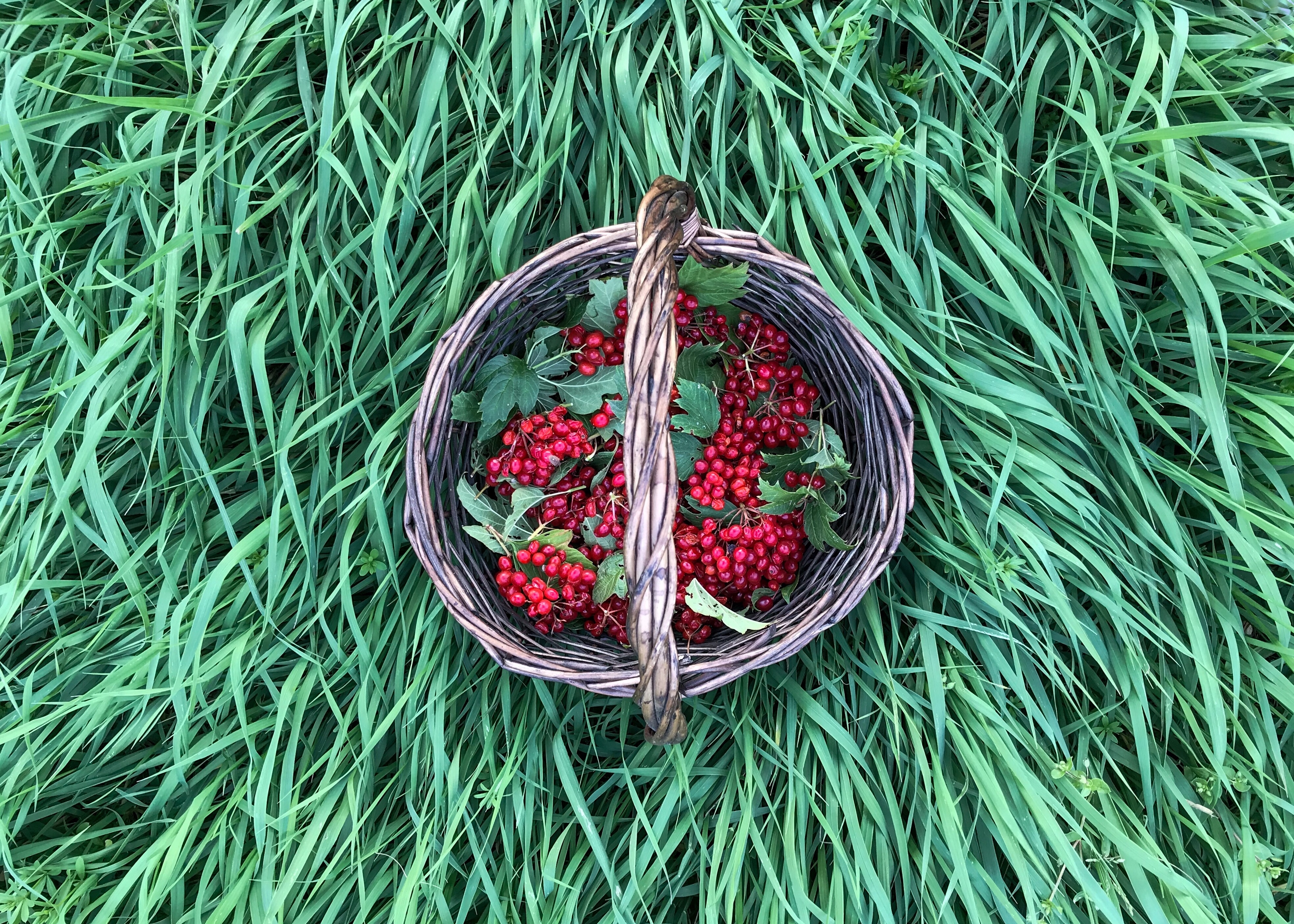 Фото участника: Страхова Валерия