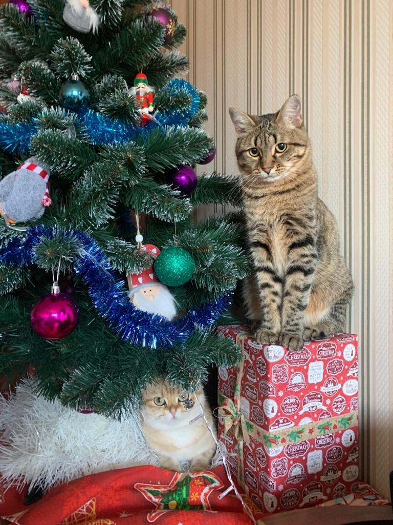 Фото участника: Альбина Евдокимова