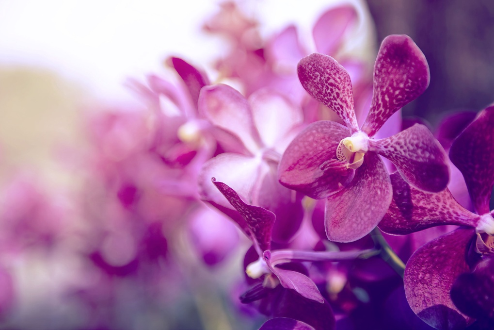 Секрет орхидеи