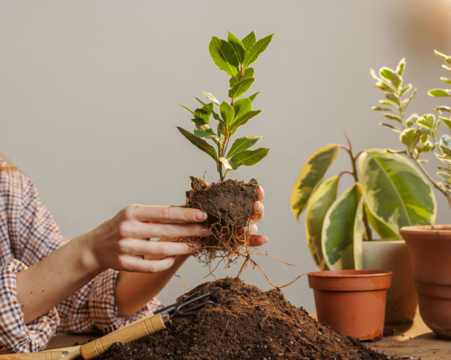 Икигай — японский смысл жизни