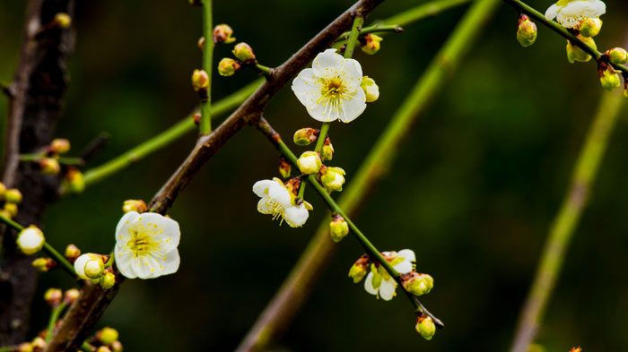 Сливовый шепот: почему цветение сливы трогает душу сильнее цветения сакуры