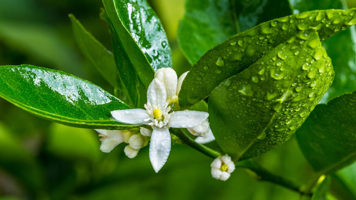 Абхазская «Сакура»:  цветение мандаринов
