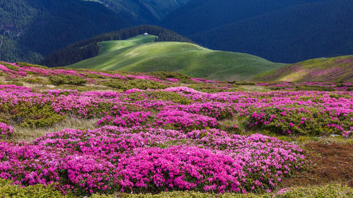 Маральник — алтайская сакура